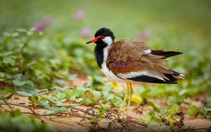 How can Sitabani safari zone be your ultimate birding spot?