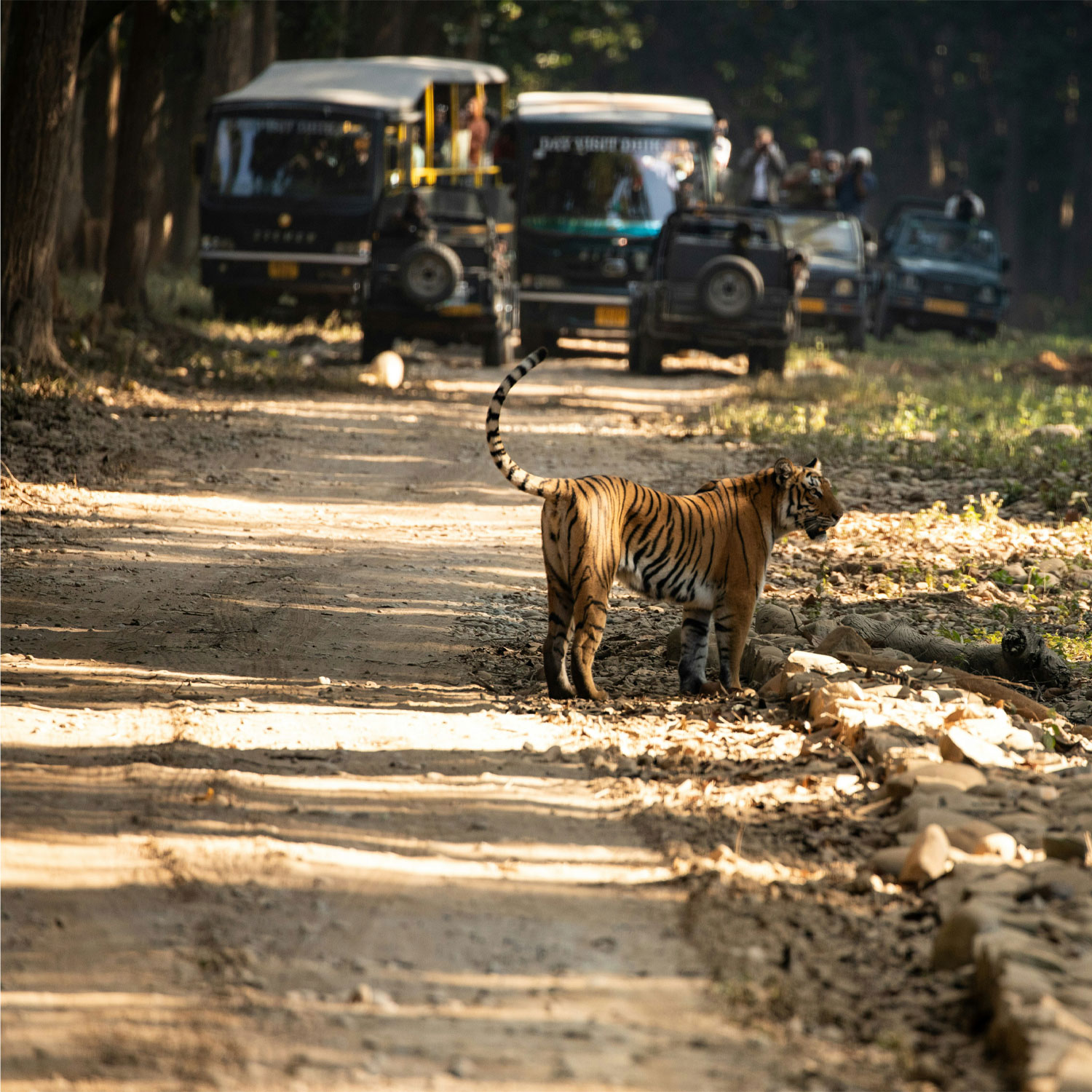 Jim Corbett April Month